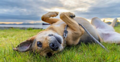 Les Chiens De Th Rapie Hospitali Re Temps Plein Profitent Aux