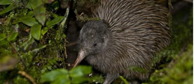 Kiwi D Okarito Especes Menacees Et Animaux En Voie De Disparition