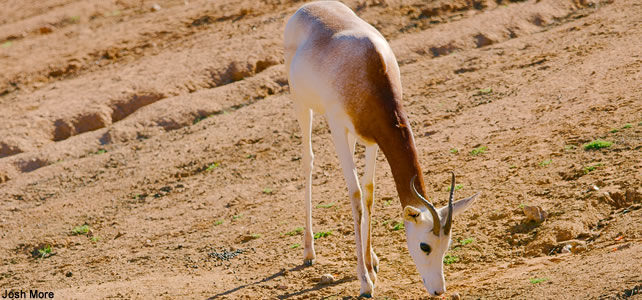 Gazelle Dama Espèces Menacées Et Animaux En Voie De