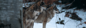 meute de loups l'hiver