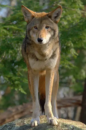 Comment protéger le loup, espèce menacée et mal-aimée ?