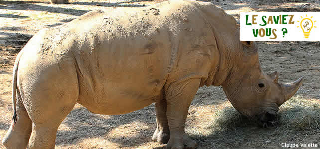 Savez Vous Pourquoi Les Rhinocéros Blancs Sont Gris