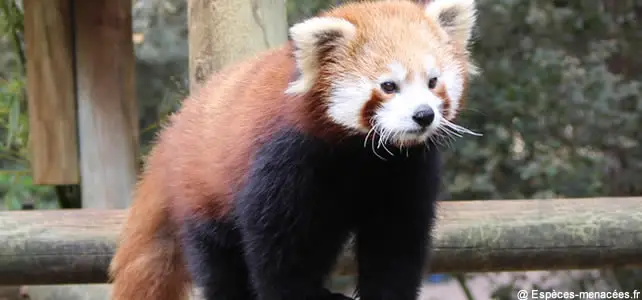 Le panda roux, une espèce en danger à l'état sauvageEspèces