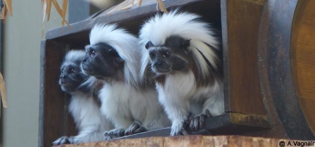 Le Tamarin Pinché Ou Tamarin à Crête Blanche Saguinus Oedipus