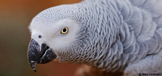 Perroquet Gris D'afrique Exotique