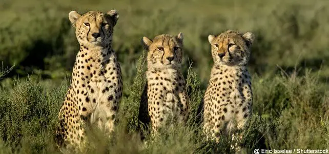 Le Guepard Est Un Felin Plus Menace Qu On Ne Le Pensait