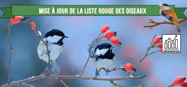 La Liste Rouge Des Oiseaux Menacés Dans Le Monde Mise à Jour