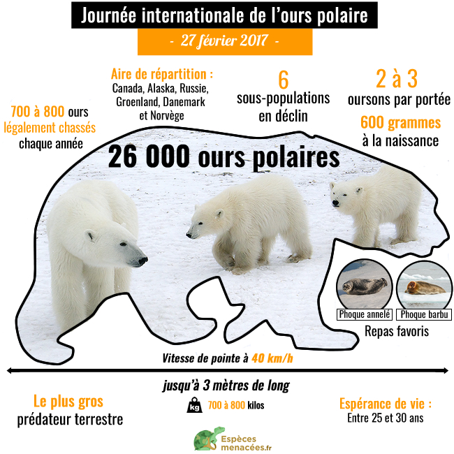 Affiche - Ours Polaire - Animal Vulnerable