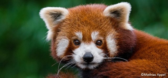 Le Panda Roux Une Espece En Danger A L Etat Sauvage