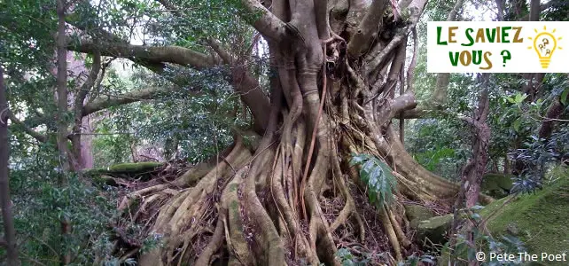 L Histoire Du Figuier Etrangleur Un Arbre Tueur Qui Nourrit Plusieurs Legendes