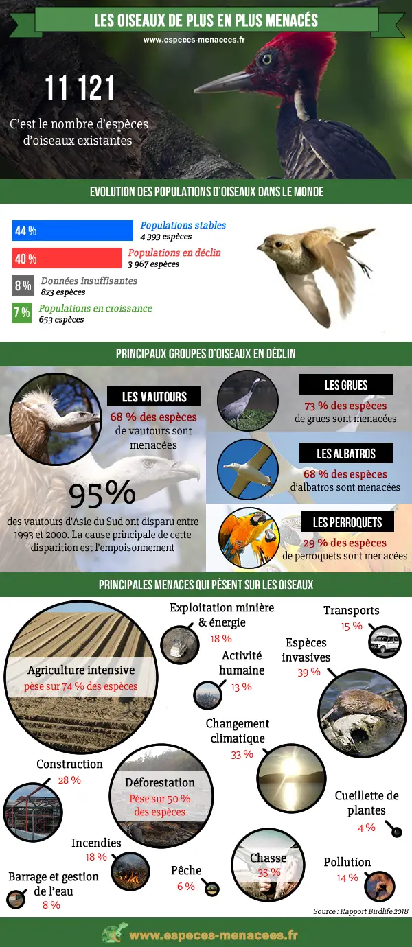 Oiseaux menacés dans le monde