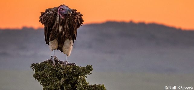 Déclin des oiseaux