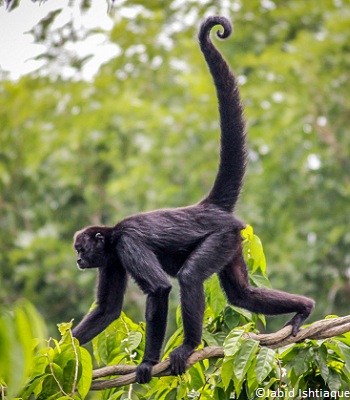 Un Singe Araignée Varié Appelé Aussi brun Araignée Assis Photo