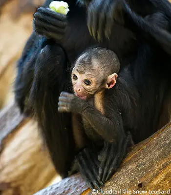 L Atele A Tete Brune L Un Des Singes Les Plus Menaces Au Monde