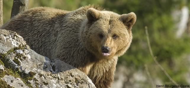 Roumanie Les animaux en voie de disparition et les 