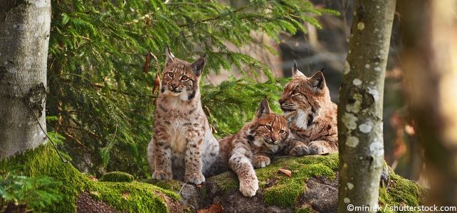 Faune sauvage : le lynx victime de collisions en série dans le