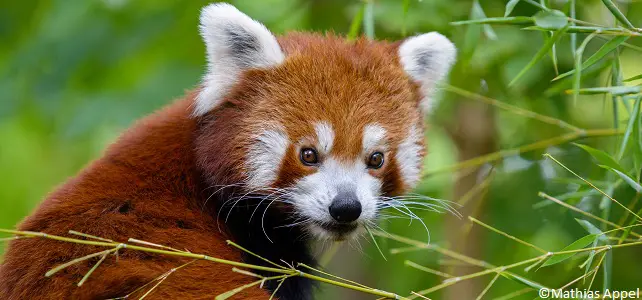 Implication des communautés pour assurer la protection du panda roux, une  espèce menacée - Fondation Ensemble