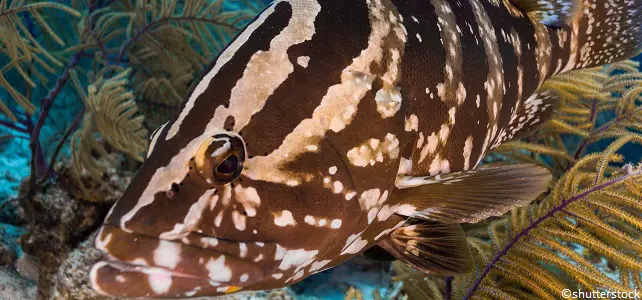 Un Petit Poisson Transparent Blanc Sur L'océan Sombre Et Profond