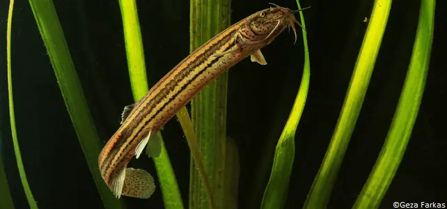 Les Poissons D Eau Douce De Plus En Plus Menaces En France