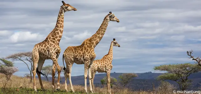 5 Choses Etonnantes A Propos Des Girafes Giraffa Camelopardalis