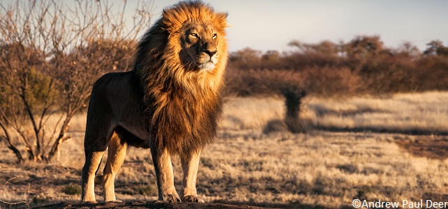 En Afrique Le Braconnage Cible Menace De Plus En Plus Les Lions