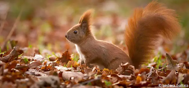 Tout savoir sur l'écureuil roux, petit mammifère de nos jardins et