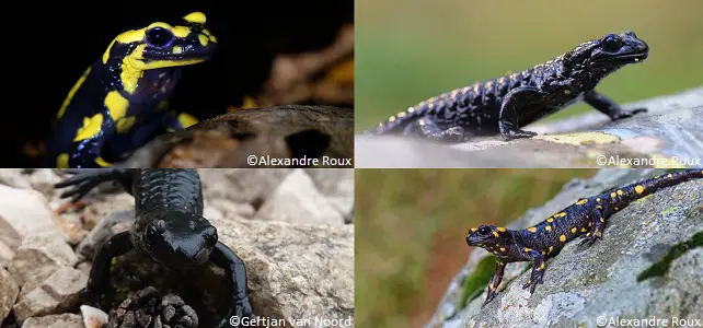Les différentes espèces de salamandres présentes en  FranceEspèces-menacées.fr