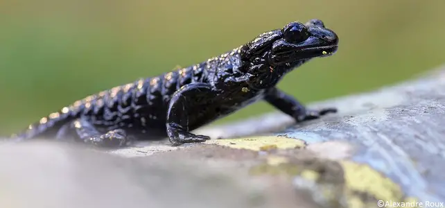 Endémique des Alpes, la discrète salamandre de LanzaEspèces-menacées.fr