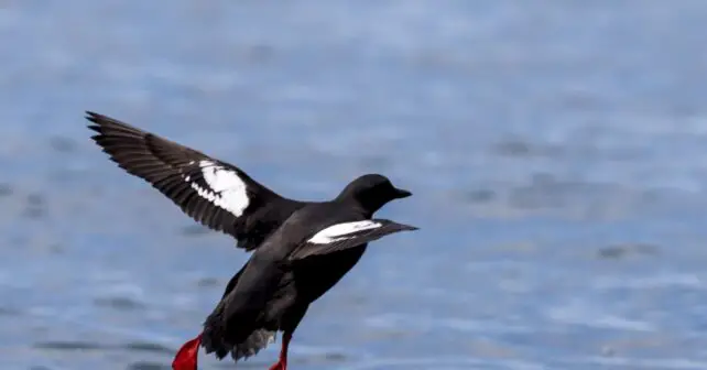Sauvez les futures générations d'oiseaux marins