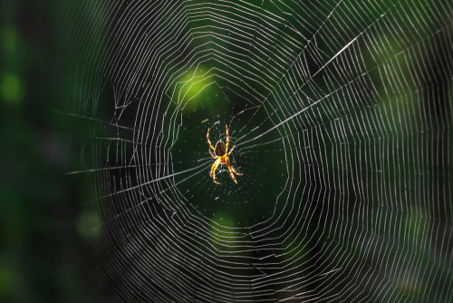 La toile d'araignée est l'un des matériaux naturels les plus solides au  monde