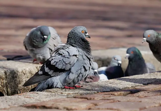 pigeon animal le plus adaptable sur terre