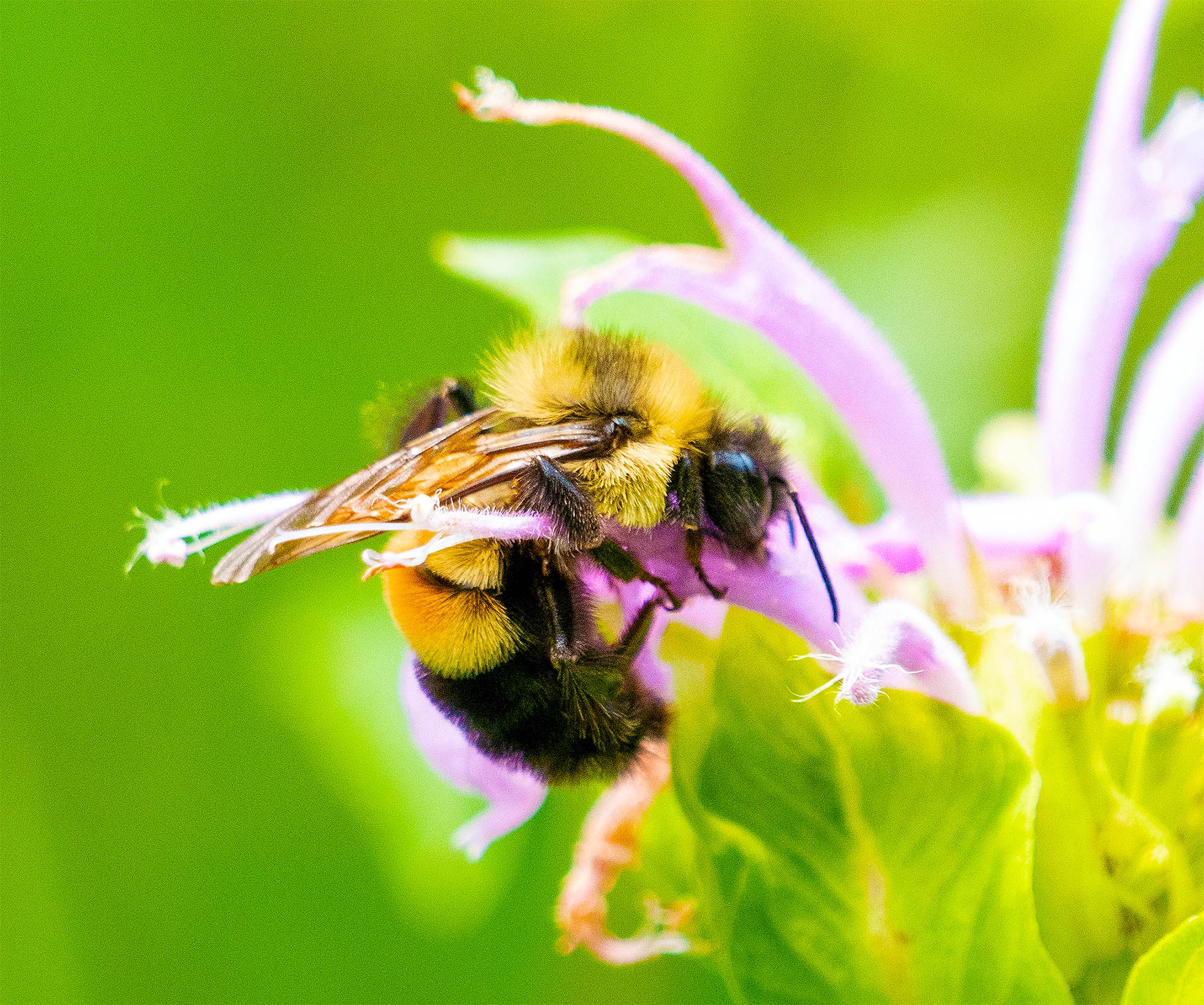 Comment les abeilles choisissent-elles le pollen ? - Sciences et Avenir