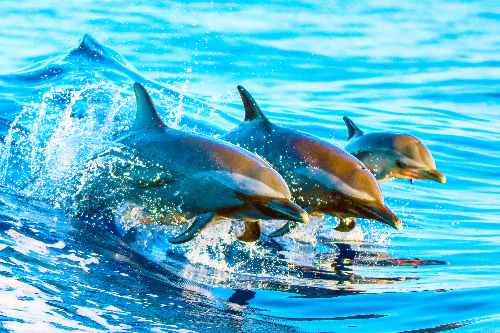Les dauphins utilisent le baby talk pour communiquer avec leurs petits, de  la même manière que les humains parlent à leurs enfants -  Espèces-menacées.fr