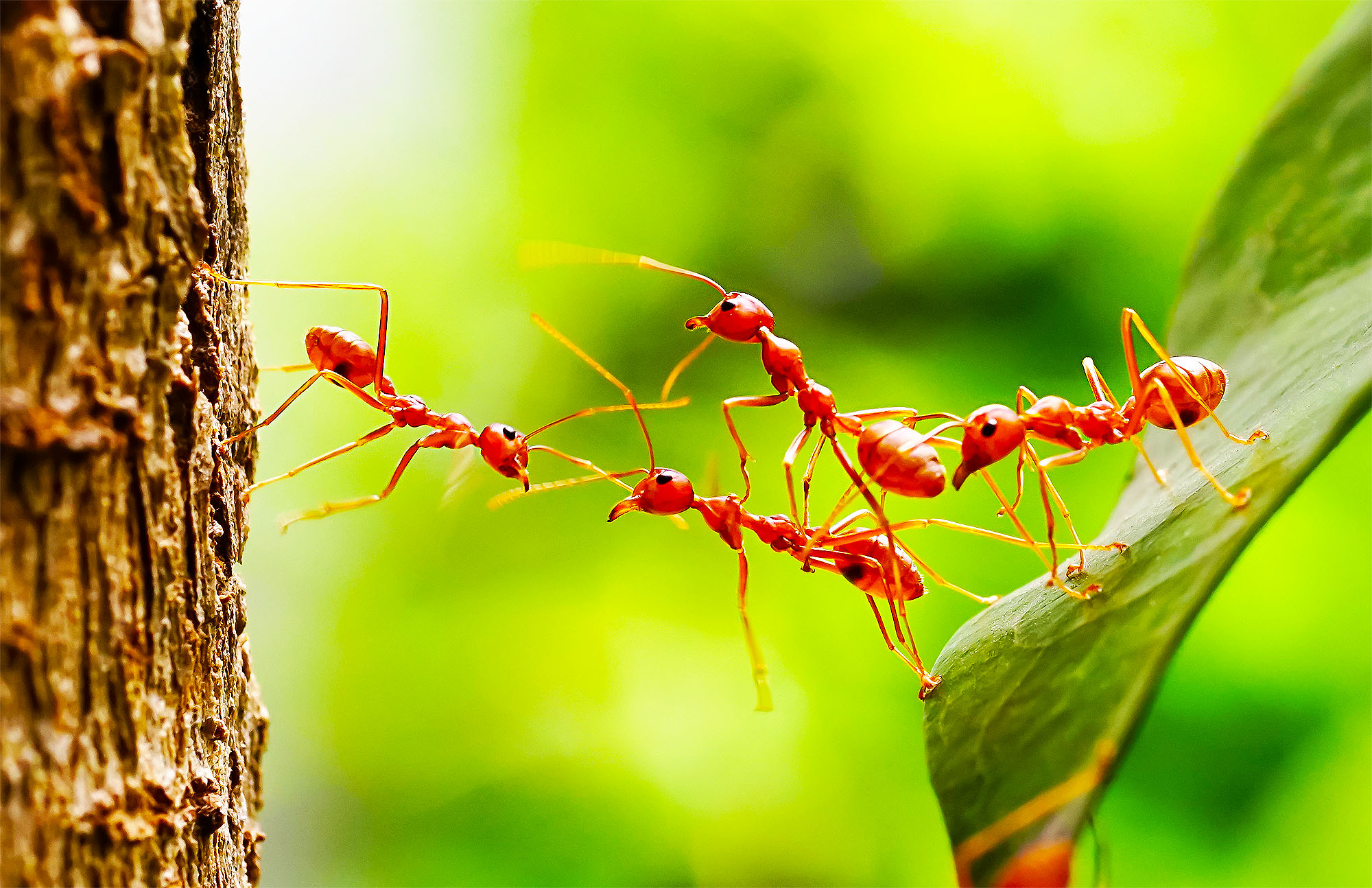 Les fourmis envahissent la France, 5 infos pour comprendre en quoi