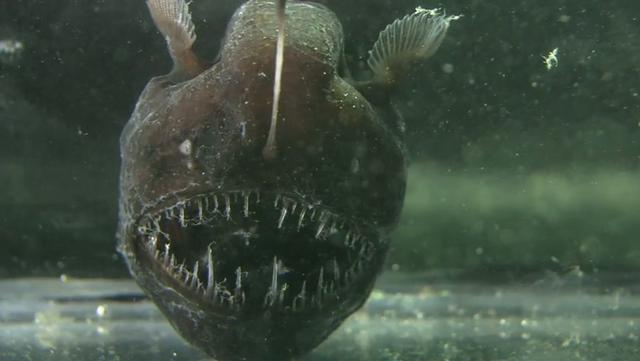 Le blobfish, un poisson vraiment laid : comment et où vit-il ? Tout savoir  sur le blobfish