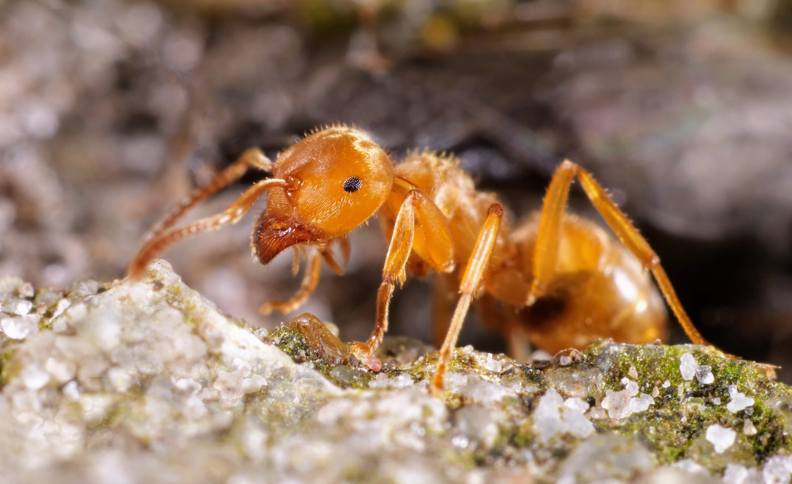 La plus grande colonie de fourmis d'Europe - La Salamandre