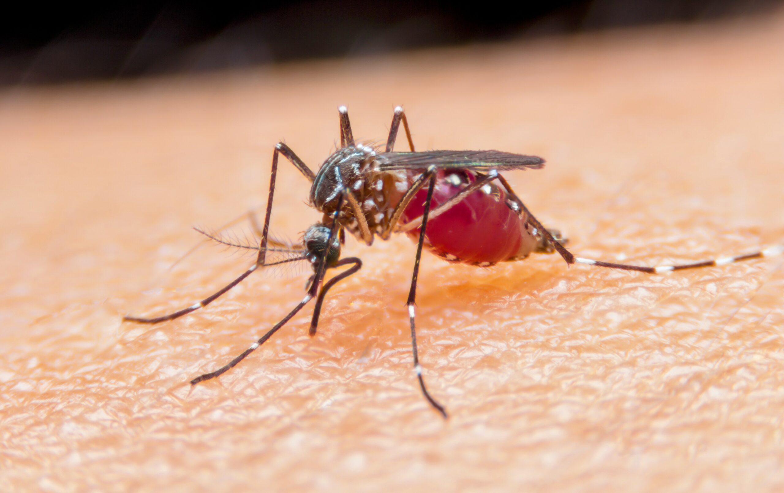 Le moustique est-il le seul animal à se nourrir de sang ?