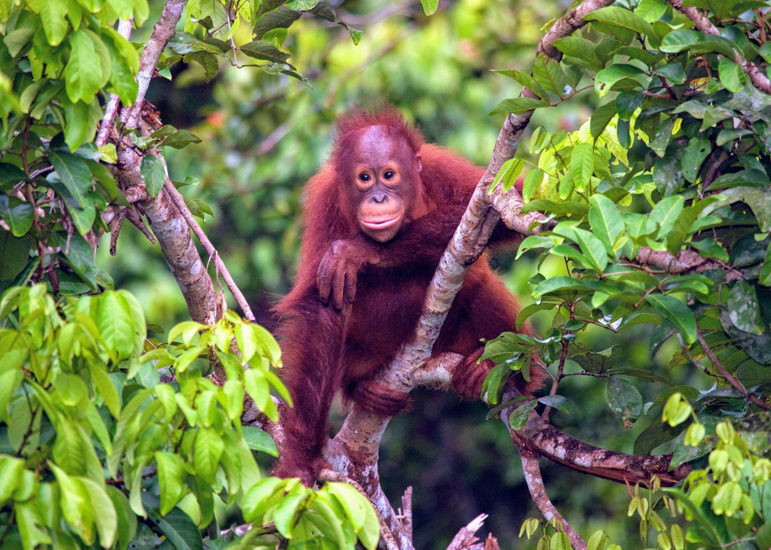 Les grands singes d'Afrique sont vendus comme animaux domestiques dans  l'indifférence générale