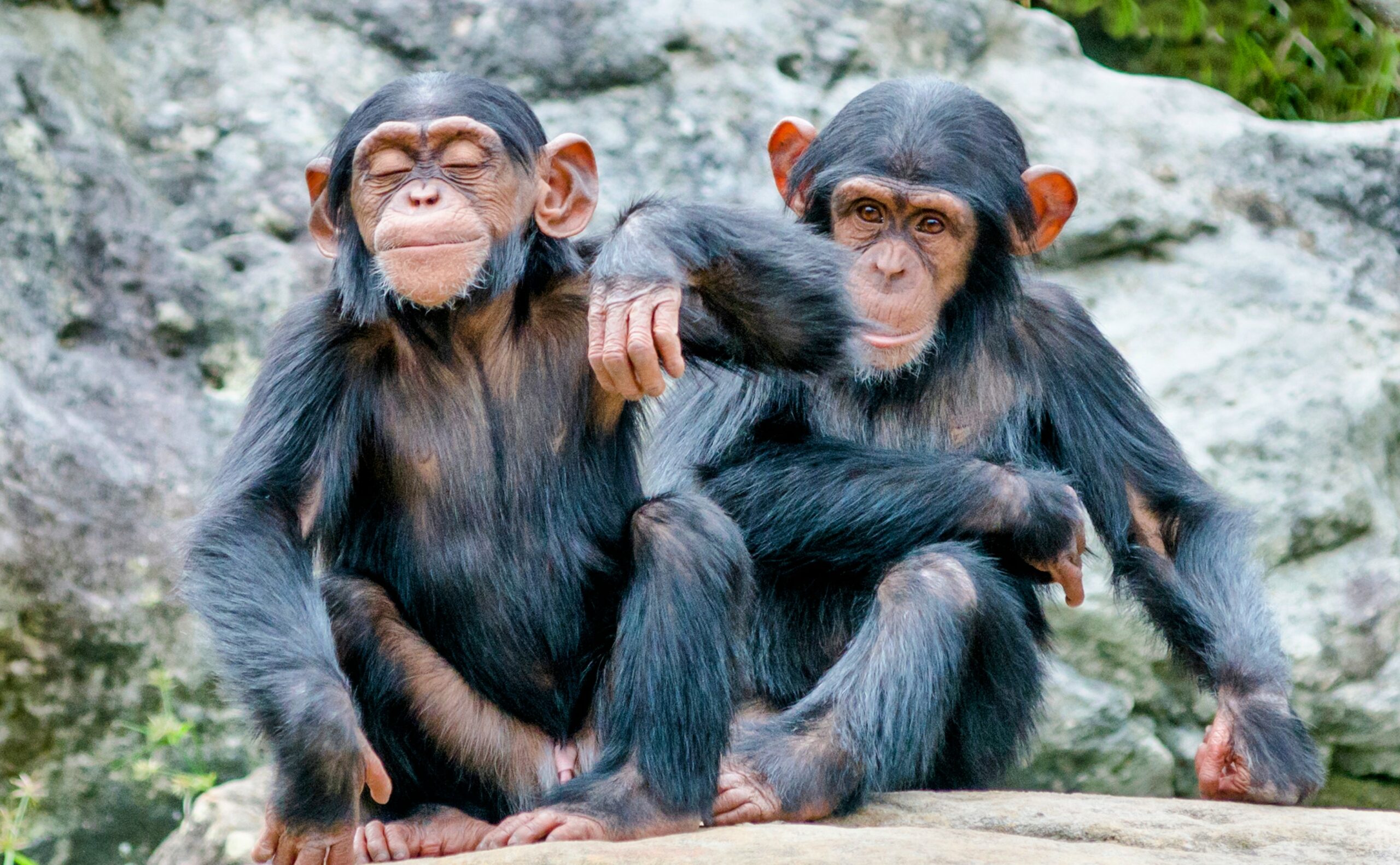 Étude : les singes sont beaucoup plus intelligents que nous ne le pensions  - Espèces-menacées.fr