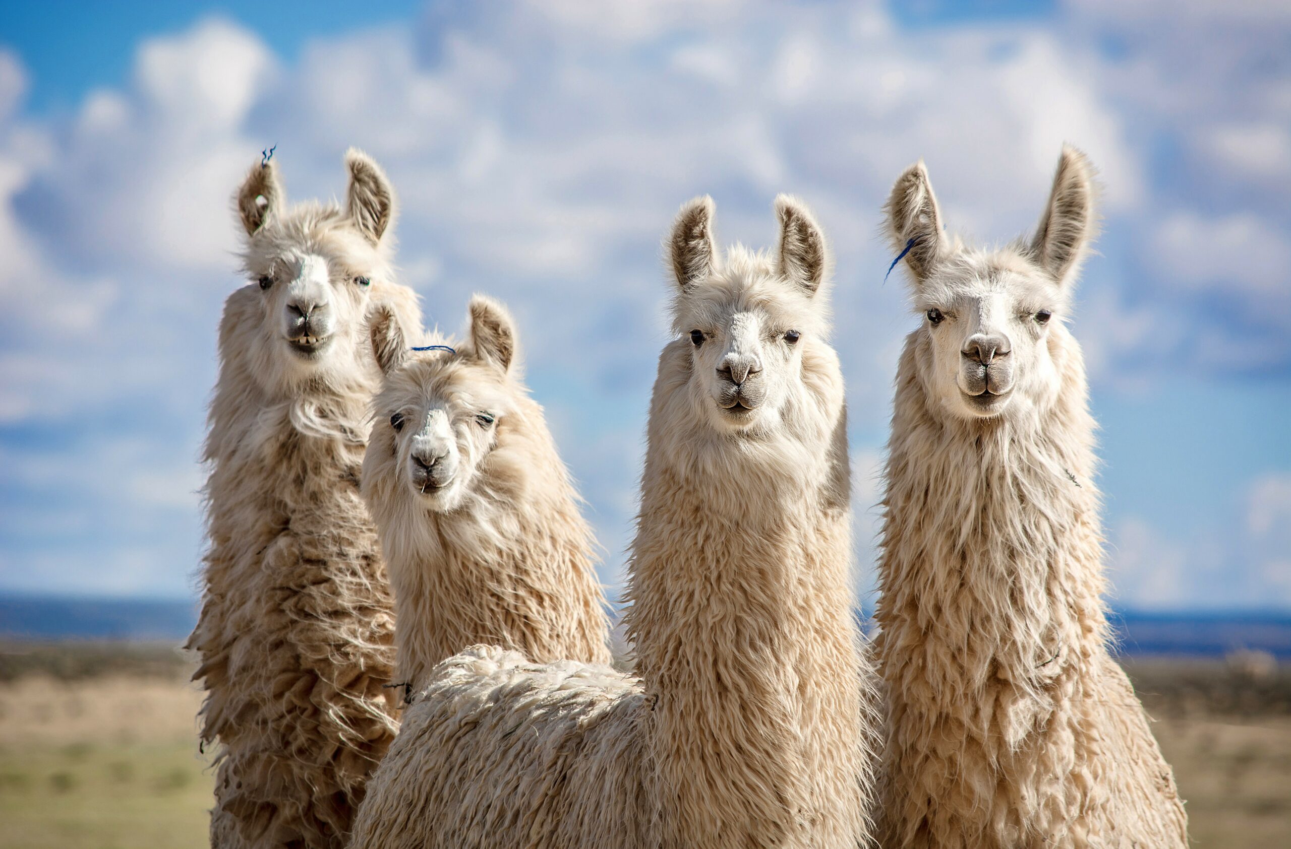 lamas contre alpagas