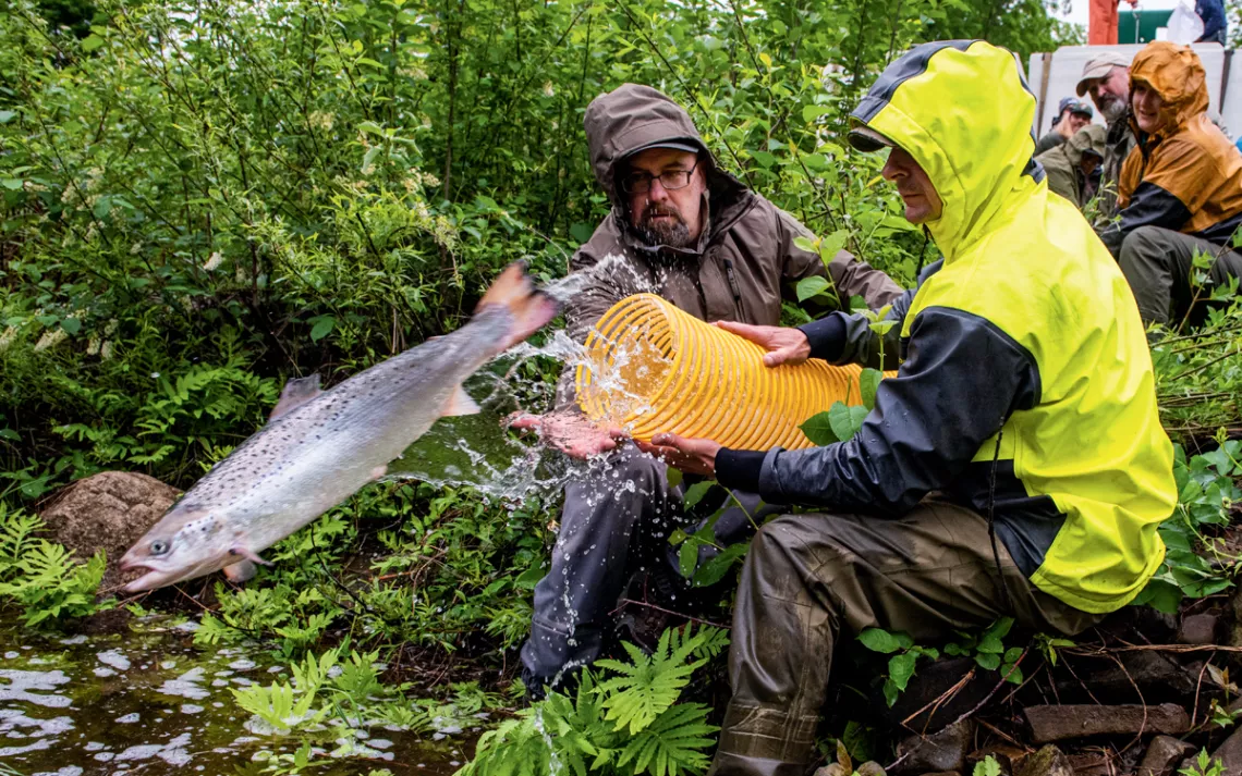 Sept personnes portant des imperméables tiennent un long tuyau jaune alors qu'un saumon jaillit dans une rivière.