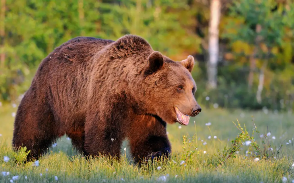 Des traces de l'ours blanc dans le génome de l'ours brun - Sciences et  Avenir