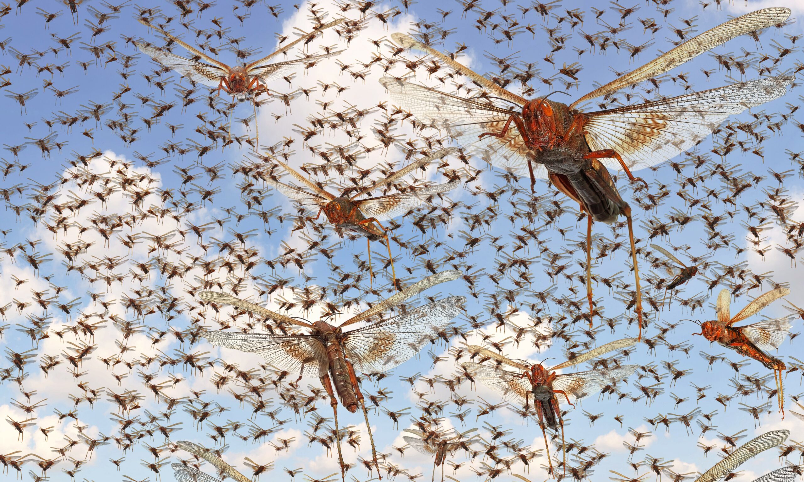 Les essaims d'insectes peuvent générer autant d'électricité statique qu'un  nuage d'orage