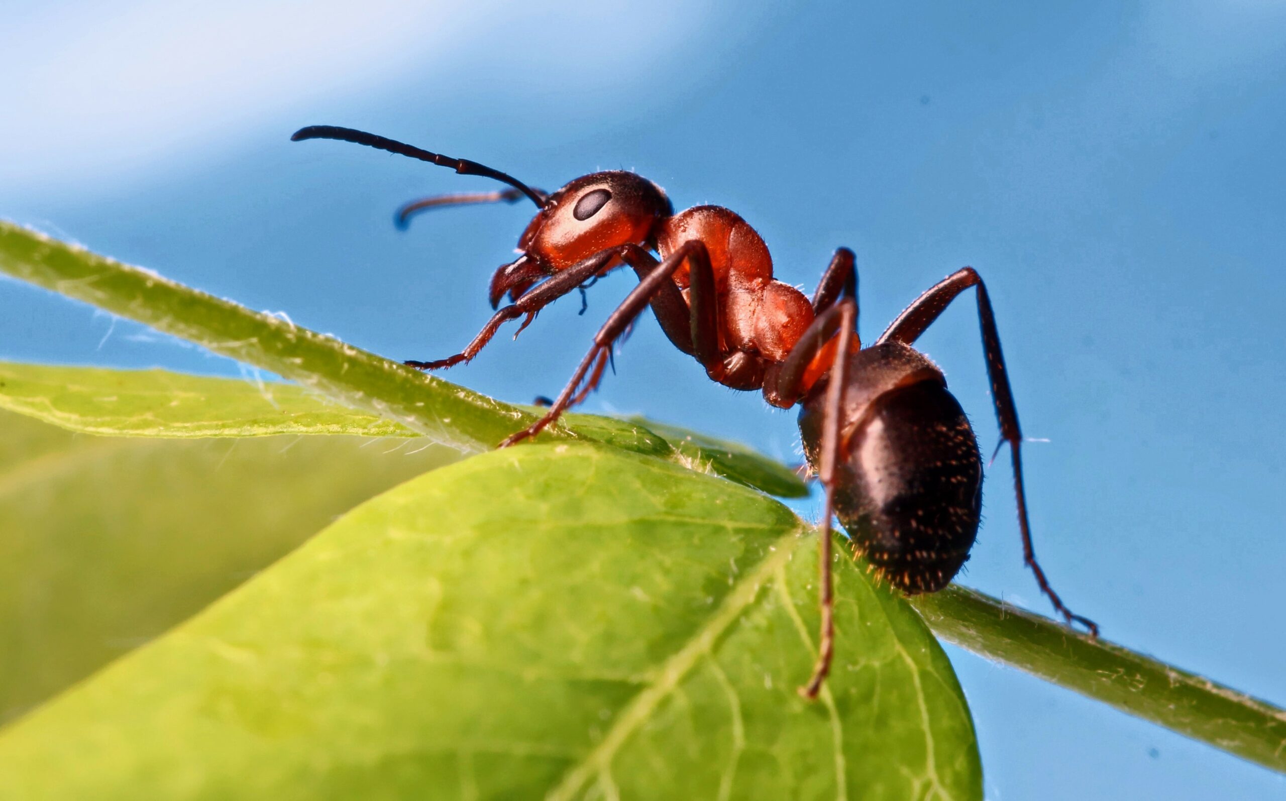 Lutter contre les fourmis
