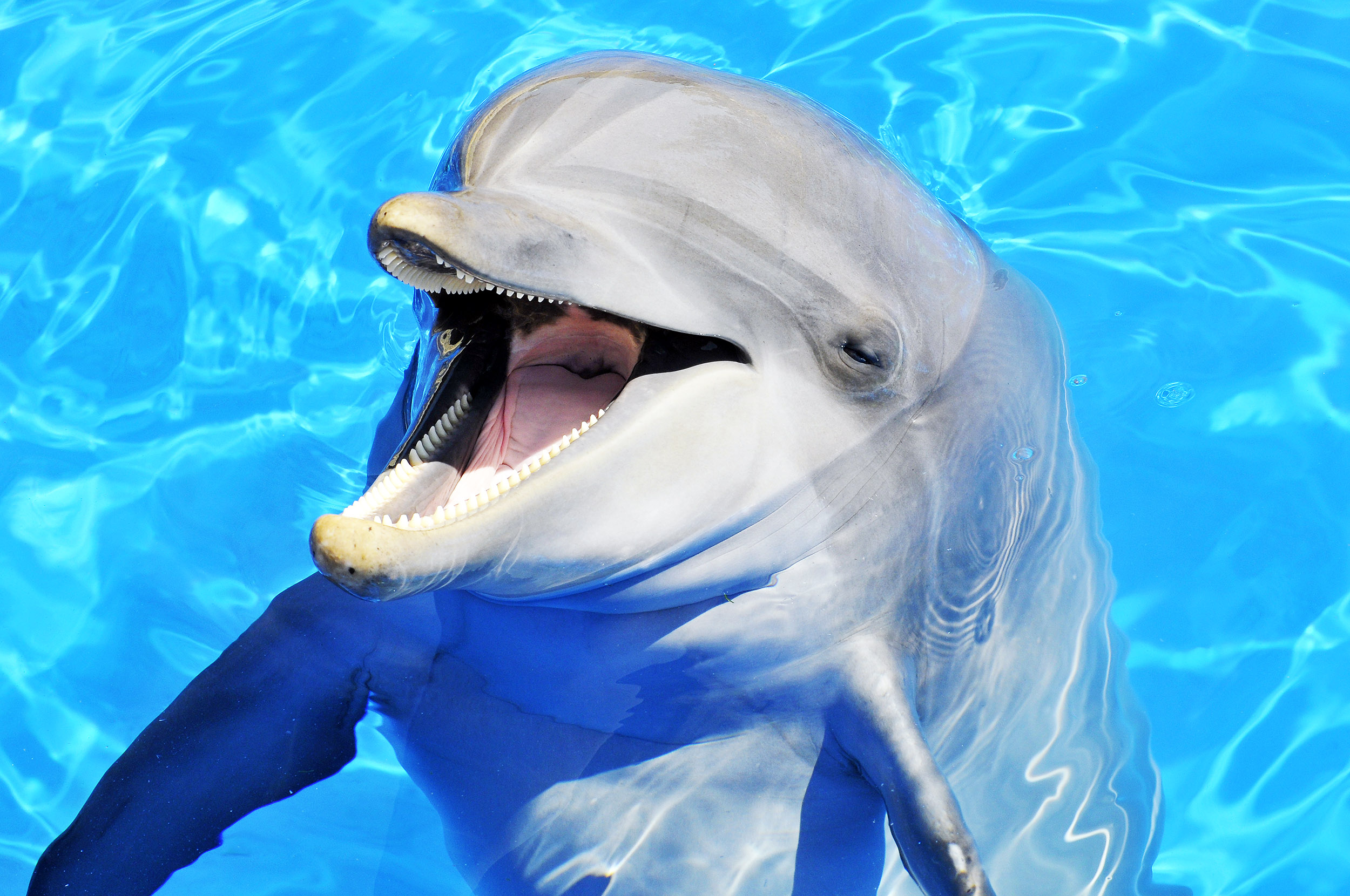 Les grands dauphins ont un « super sens » récemment découvert -  Espèces-menacées.fr