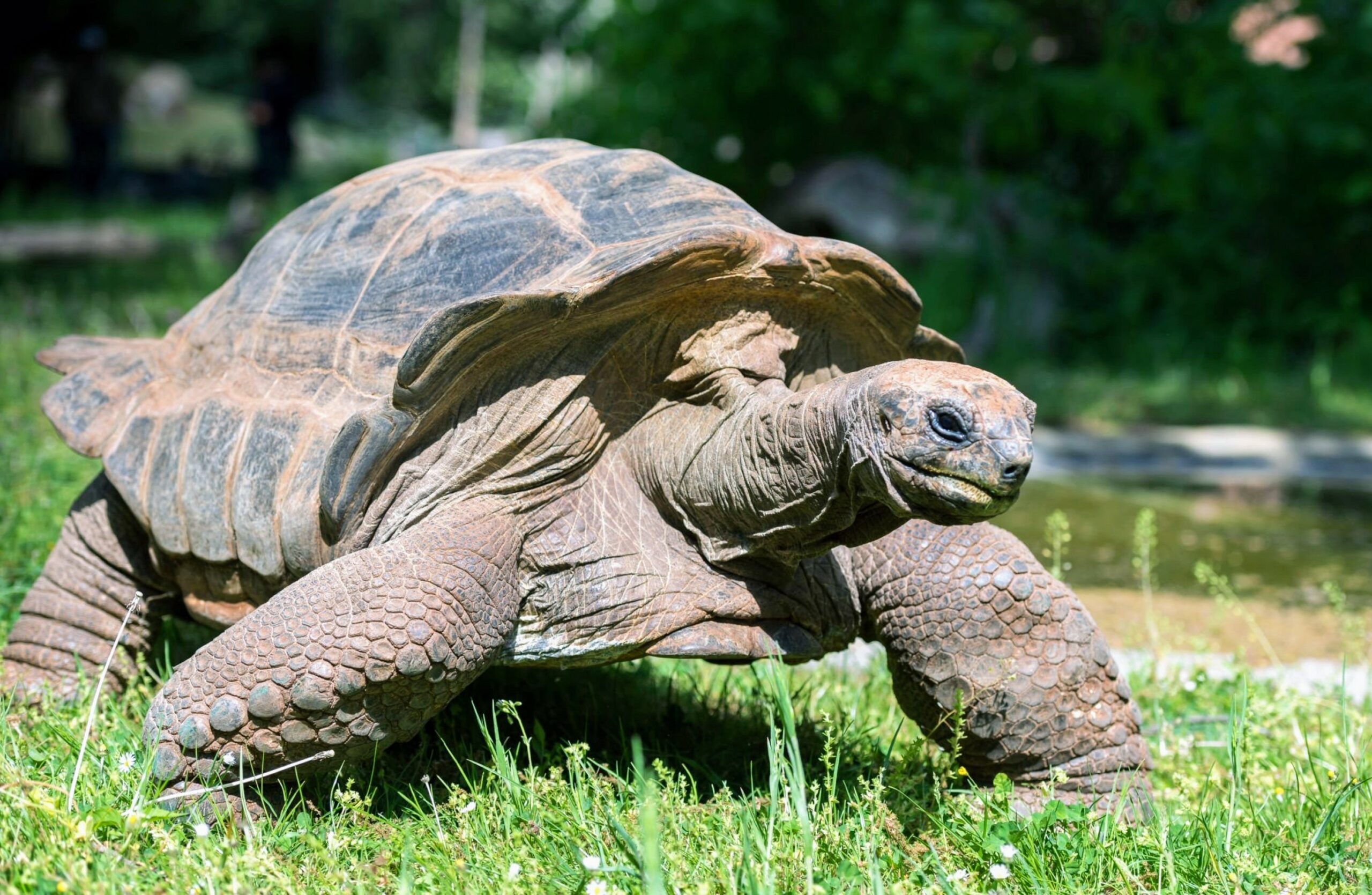 Les tortues terrestres