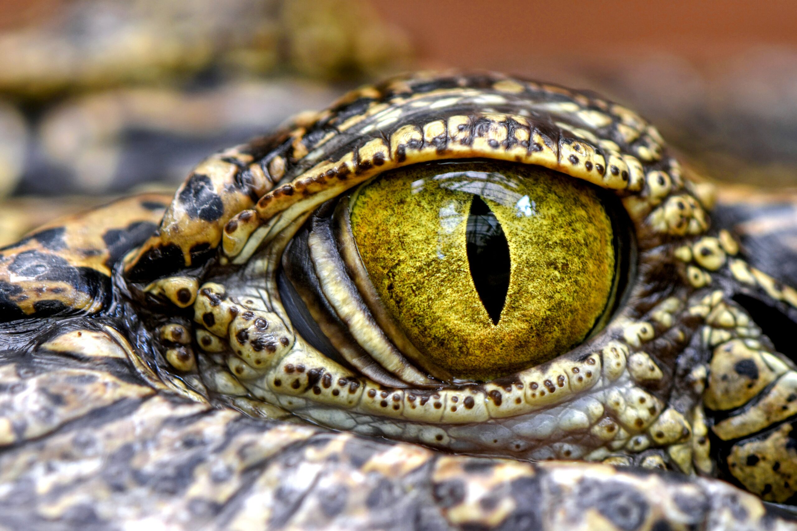 Carnet rose à la Planète des Crocodiles : naissance exceptionnelle d'une  espèce rare - France Bleu