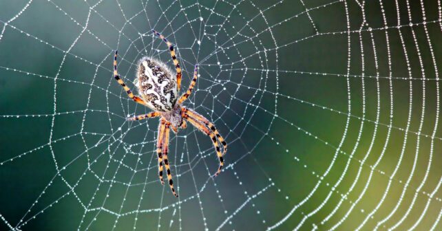 Des scientifiques transforment des araignées mortes en pinces mécaniques 