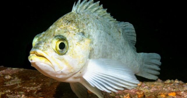 La longévité des poissons