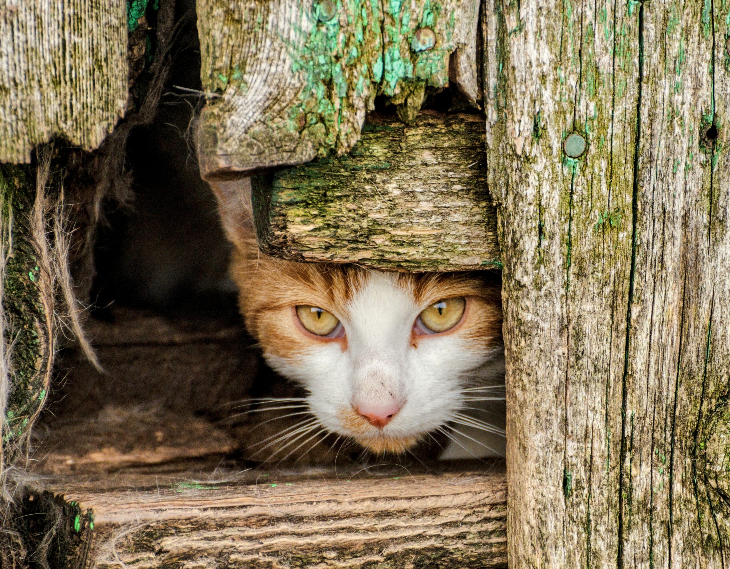 Les chats sauvages nuisent aux populations de reptiles